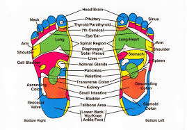 Foot Reflexology Chart