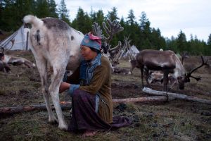 Reindeer Milk