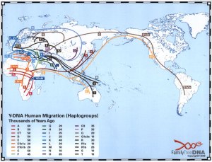 Y DNA Migration