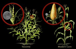 Corn evolution