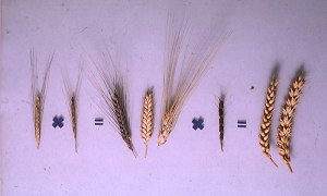 Wheat Evolution