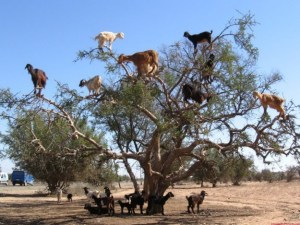 climbing goats