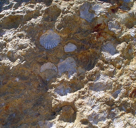 Fossil Seashells